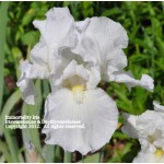 Immortality Iris