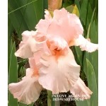 In Love Again Iris