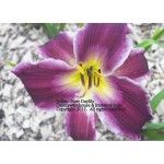 Indian Giver Daylily