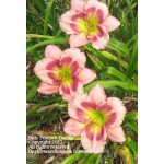 Indy Peacock Daylily