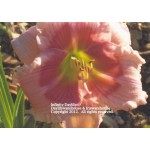 Infinity Daylily