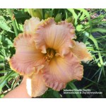 Inherited Wealth Daylily