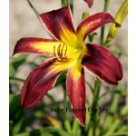 Inky Fingers Daylily