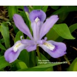 Iris Cristata