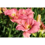 Ann Virginia Daylily