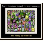 Sonic Waters Daylily