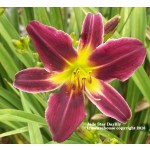 Jade Star Daylily