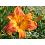 Jambalaya Daylily