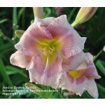Janice Brown Daylily