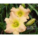 Jasper Glow Daylily
