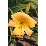 Jean Wise Daylily