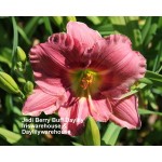Jedi Berry Buff Daylily