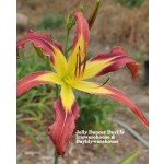 Jelly Dancer Daylily