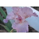 Jennifer Rebecca Iris