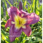 Jerry Hyatt Daylily