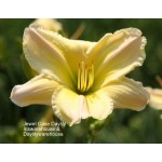 Jewel Case Daylily