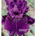 Purple Serenade Iris