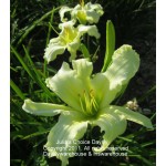 Julia s Choice Daylily