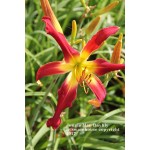 Jungle Man Daylily