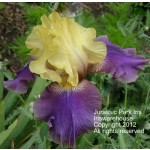 Jurassic Park Iris