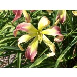 karens curls daylily