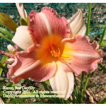 Karen Sue Daylily