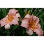 Kathy Perkins Daylily