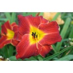 Kents Favorite Two Daylily