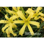 Kindly Light Daylily