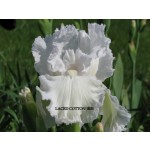 Laced Cotton Iris