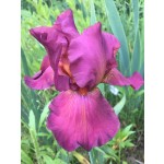 Lady Friend Iris