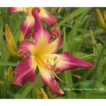 Lake Norman Spider Daylily