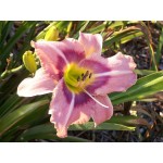 Last Flight Out Daylily