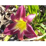 Lavender Deal Daylily