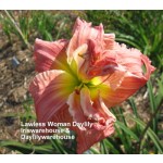 Lawless Woman Daylily