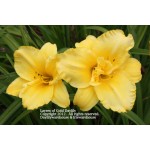 Layers of Gold Daylily