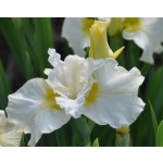 Lemon Mousse Siberian Iris