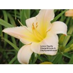 Lenox Daylily