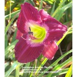 Lexington Avenue Daylily