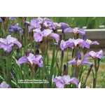 Light Of Heart Siberian Iris