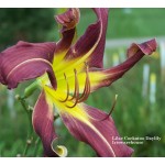 Lilac Cockatoo Daylily