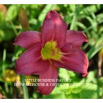 Little Business Daylily
