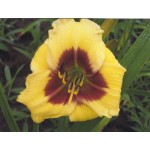 Little Big Man Daylily