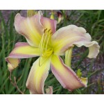 Lola Branham Daylily