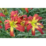 Long Stocking Daylily