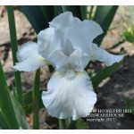 Low Ho Silver Iris