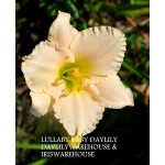 Lullaby Baby Daylily