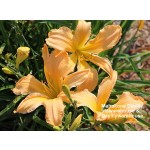 Mahukona Daylily