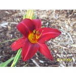 Mallard Daylily