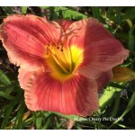 Mamas Cherry Pie Daylily